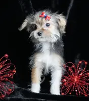 Macie, a female Morkie for sale in Rock Valley, IA – Photo 2 of 3