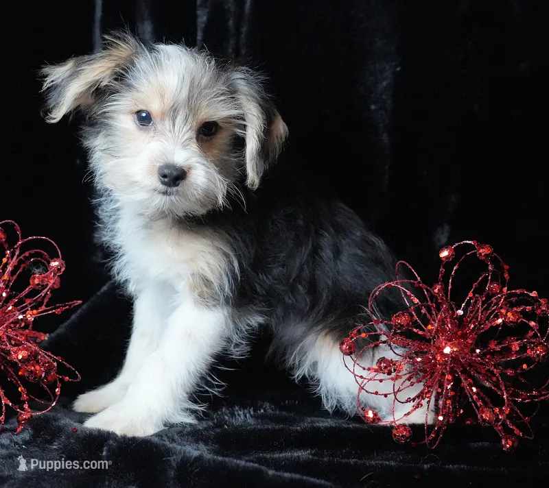 Paxton – Morkie puppy for sale in Rock Valley, IA