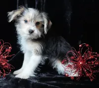 Paxton, a male Morkie for sale in Rock Valley, IA – Photo 1 of 4