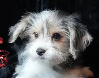 Paxton, a male Morkie for sale in Rock Valley, IA – Photo 2 of 4