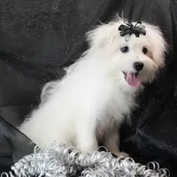 Willow, a female Maltipom for sale in Rock Valley, IA – 5 of 8