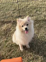 Cooper, a male Pomeranian for sale in Rock Valley, IA – 5 of 6
