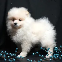 Cooper, a male Pomeranian for sale in Rock Valley, IA – Photo 4 of 9