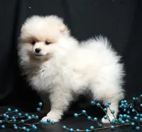 Cooper, a male Pomeranian for sale in Rock Valley, IA – Photo 4 of 9