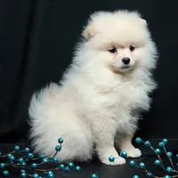 Cooper, a male Pomeranian for sale in Rock Valley, IA – Photo 3 of 9