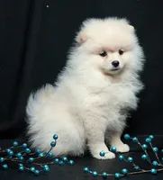 Cooper, a male Pomeranian for sale in Rock Valley, IA – Photo 3 of 9