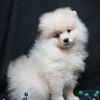 Cooper, a male Pomeranian for sale in Rock Valley, IA – Photo 2 of 9