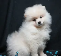Cooper, a male Pomeranian for sale in Rock Valley, IA – Photo 2 of 9