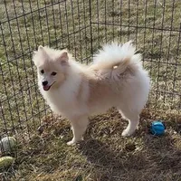 Cooper, a male Pomeranian for sale in Rock Valley, IA – 2 of 6