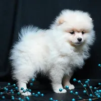 Cooper, a male Pomeranian for sale in Rock Valley, IA – Photo 1 of 9