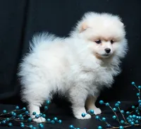 Cooper, a male Pomeranian for sale in Rock Valley, IA – Photo 1 of 9