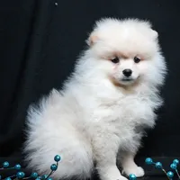 Cooper, a male Pomeranian for sale in Rock Valley, IA – Photo 6 of 9