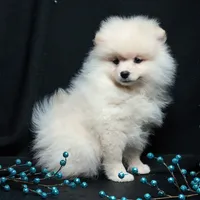 Cooper, a male Pomeranian for sale in Rock Valley, IA – Photo 5 of 9