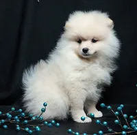 Cooper, a male Pomeranian for sale in Rock Valley, IA – Photo 5 of 9