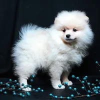 Cooper, a male Pomeranian for sale in Rock Valley, IA – Photo 9 of 9