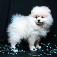 Cooper, a male Pomeranian for sale in Rock Valley, IA – Photo 9 of 9