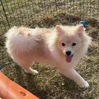 Cooper, a male Pomeranian for sale in Rock Valley, IA – 3 of 6