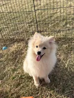 Cooper, a male Pomeranian for sale in Rock Valley, IA – 4 of 6