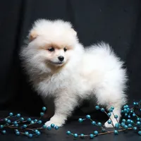 Cooper, a male Pomeranian for sale in Rock Valley, IA – Photo 8 of 9