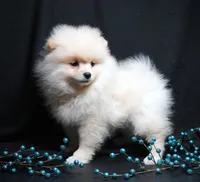 Cooper, a male Pomeranian for sale in Rock Valley, IA – Photo 8 of 9