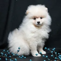 Cooper, a male Pomeranian for sale in Rock Valley, IA – Photo 7 of 9