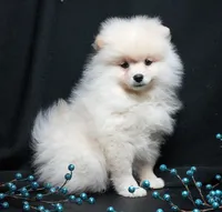 Cooper, a male Pomeranian for sale in Rock Valley, IA – Photo 7 of 9