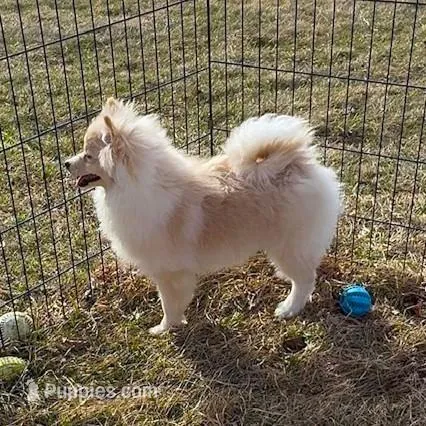 Cooper – Pomeranian puppy for sale in Rock Valley, IA