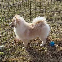 Cooper, a male Pomeranian for sale in Rock Valley, IA – 1 of 6