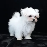 Oliver, a male Maltese for sale in Rock Valley, IA – 6 of 9