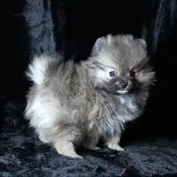 Ember, a female Pomeranian for sale in Rock Valley, IA – Photo 7 of 8