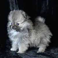 Ember, a female Pomeranian for sale in Rock Valley, IA – Photo 2 of 8