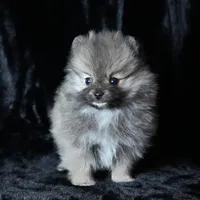 Ember, a female Pomeranian for sale in Rock Valley, IA – Photo 4 of 8