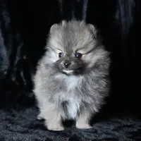 Ember, a female Pomeranian for sale in Rock Valley, IA – Photo 3 of 8