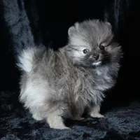 Ember, a female Pomeranian for sale in Rock Valley, IA – Photo 8 of 8