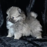 Ember, a female Pomeranian for sale in Rock Valley, IA – Photo 5 of 8