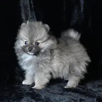 Ember, a female Pomeranian for sale in Rock Valley, IA – Photo 6 of 8