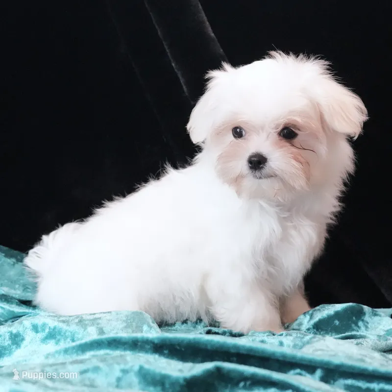 Jimmy – Maltese puppy for sale in Rock Valley, IA