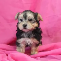Penny, a female Morkie for sale in Rock Valley, IA – 5 of 6