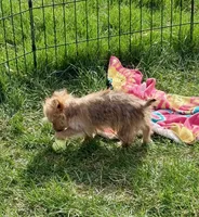 Mazie, a female Morkie for sale in Rock Valley, IA – 5 of 5