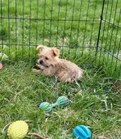 Mazie, a female Morkie for sale in Rock Valley, IA – 4 of 5