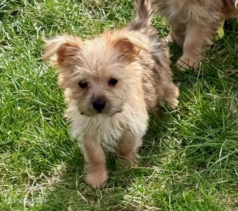 Mazie – Morkie puppy for sale in Rock Valley, IA
