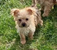 Mazie, a female Morkie for sale in Rock Valley, IA – 1 of 5