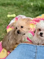 Mazie, a female Morkie for sale in Rock Valley, IA – 3 of 5