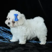Benny, a male Maltese for sale in Rock Valley, IA – 6 of 8