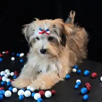 Theo, a male Morkie for sale in Rock Valley, IA – 7 of 7