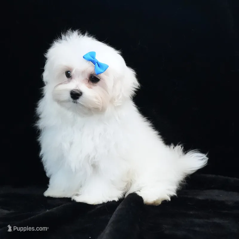 Rory – Maltese puppy for sale in Rock Valley, IA
