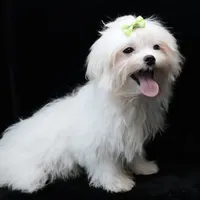 Jimmy, a male Maltese for sale in Rock Valley, IA – 5 of 8