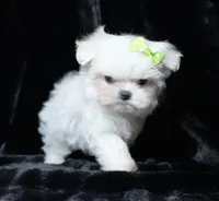 Brie, a female Maltese for sale in Rock Valley, IA – Photo 4 of 6