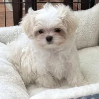 Oliver, a male Maltese for sale in Rock Valley, IA – Photo 2 of 5