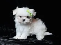 Brie, a female Maltese for sale in Rock Valley, IA – Photo 3 of 6